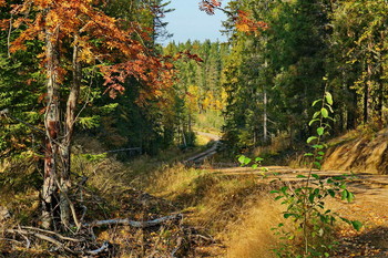 all the colors of autumn / ***