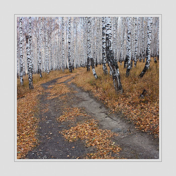 Autumn road / ***