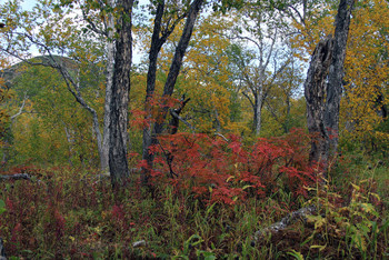 allen Farben des Herbstes / ***