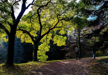 all the colors of autumn / ***