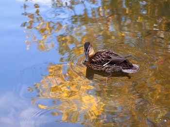 all the colors of autumn / ***