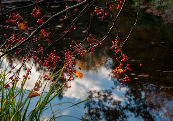 allen Farben des Herbstes / ***