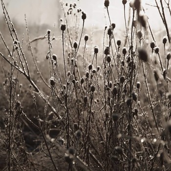 The first frost / ***