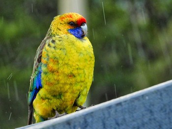 Green forrest Roselle "Girls" / Green forest Rosella "Girls" Endemic to Tasmania and largest of the Rosella Family