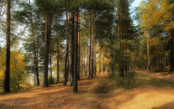Forest / ***