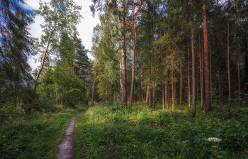 Winterwald / ***