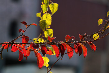 Autumn Etude 2 / ***