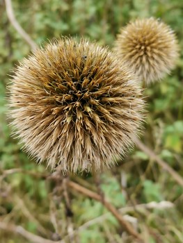 Spheres / ***
