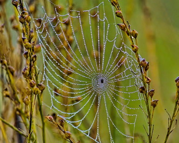 Morning dew / ***