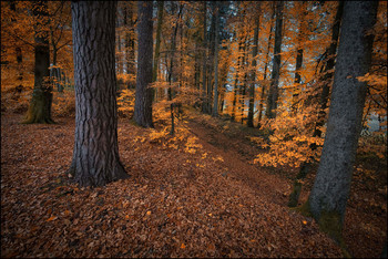 Herbstfarben / Buchen
