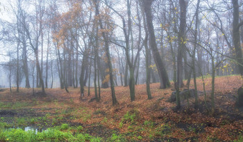 Foggy morning / ***