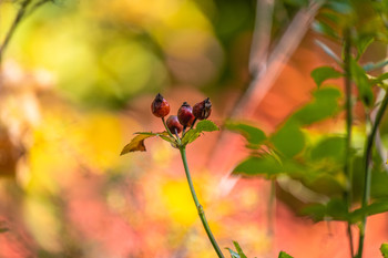 Cambios en la naturaleza. / Naturaleza en vivo.