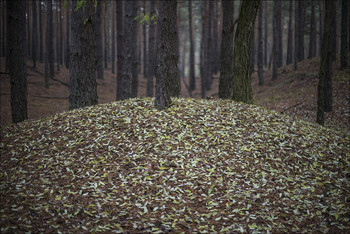 Leaf fall / ***