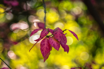 Las hojas del otoño / Paseo por el jardín.