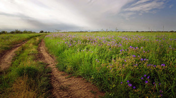 Morning Walk / ***