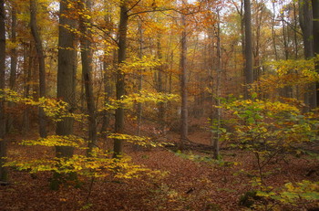 Goldener Herbst / ***