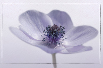 Anemone / ***
