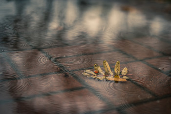 *Autumn sketch** / ***