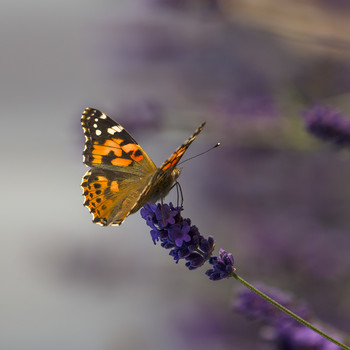 Painted lady / ***