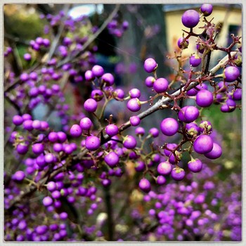 Callicarpa giraldii / Lilac wonder