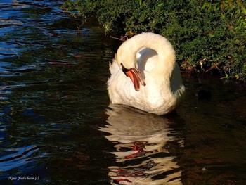 Swan / ***
