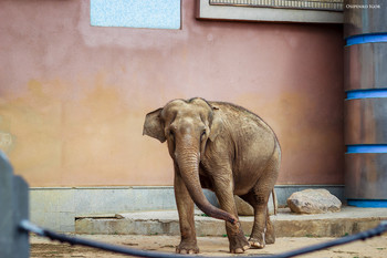 Elefant / ***