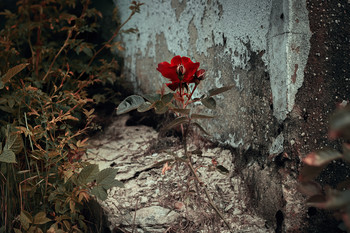 Heckenrose / ***