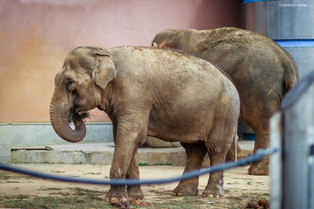 Elefant / ***