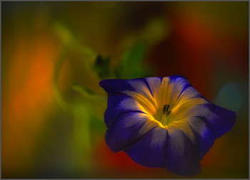  / a tiny little flower