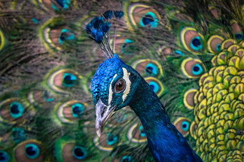 Un pavo para la navidad. / Fotografía de animales.