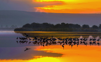 Cranes / ***