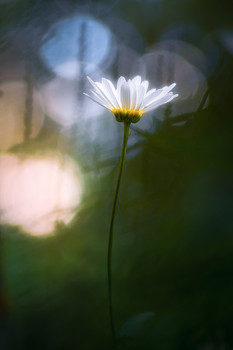 Summer sketches. / ***