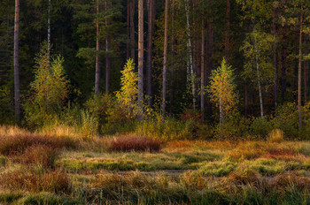 Im Morgenlicht / ***
