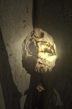 Phenomenon 24 / Fantasie