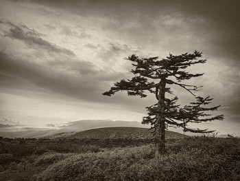 Pine / ***