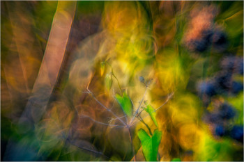  / autumn colors