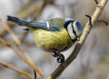 Blue tit / ***