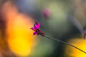 Flores con dificultad. / Parque con variedad de flores.