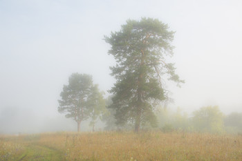 Pines / ***