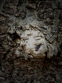 Waldgeist / Im Universum des Waldes