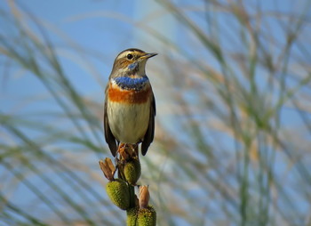 Bluethroat / ...