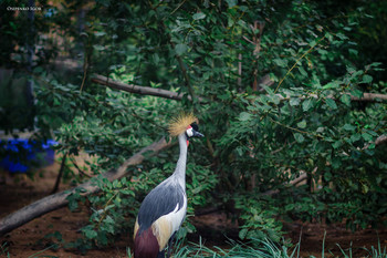 Crowned Crane / ***