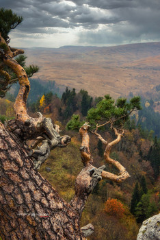 Kiefer-Baum / ***