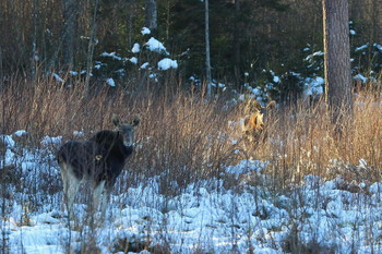 Pashkevich68 / Pashkevich68