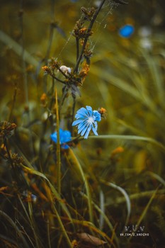 Flowers / https://vk.com/e.vaguro
https://www.instagram.com/vaguro_v_u_v/
https://web.facebook.com/evgeniy.vagouro