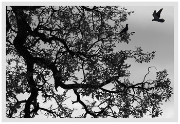 fliegen / ***