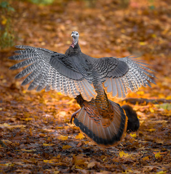 Wild turkey (female) / ***