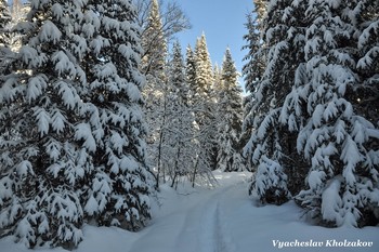 in the winter forest / ***