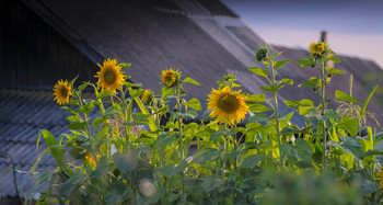 Sonnenblumen / ***