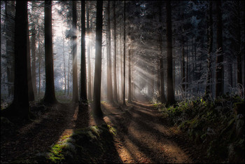 Strahlen / Winterwald